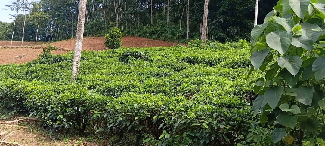 Tea Estate with House for Sale In Kabagamuwa