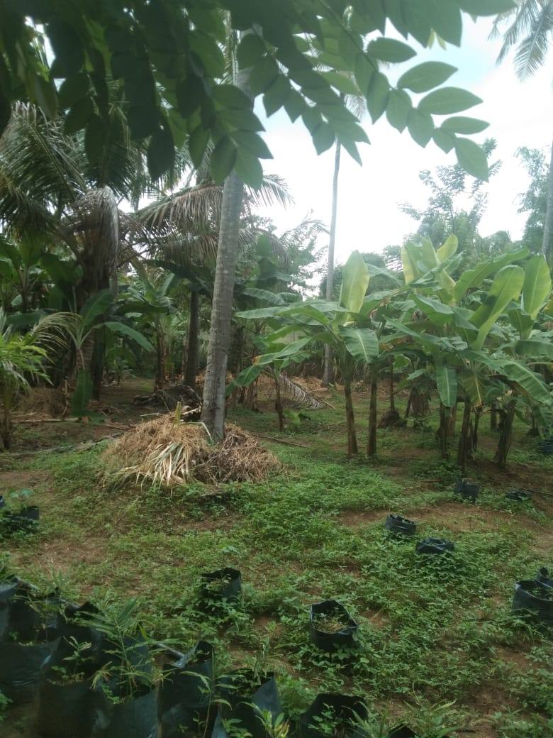 AGRICULTURAL LAND FOR SALE IN IBBAGAMUWA
