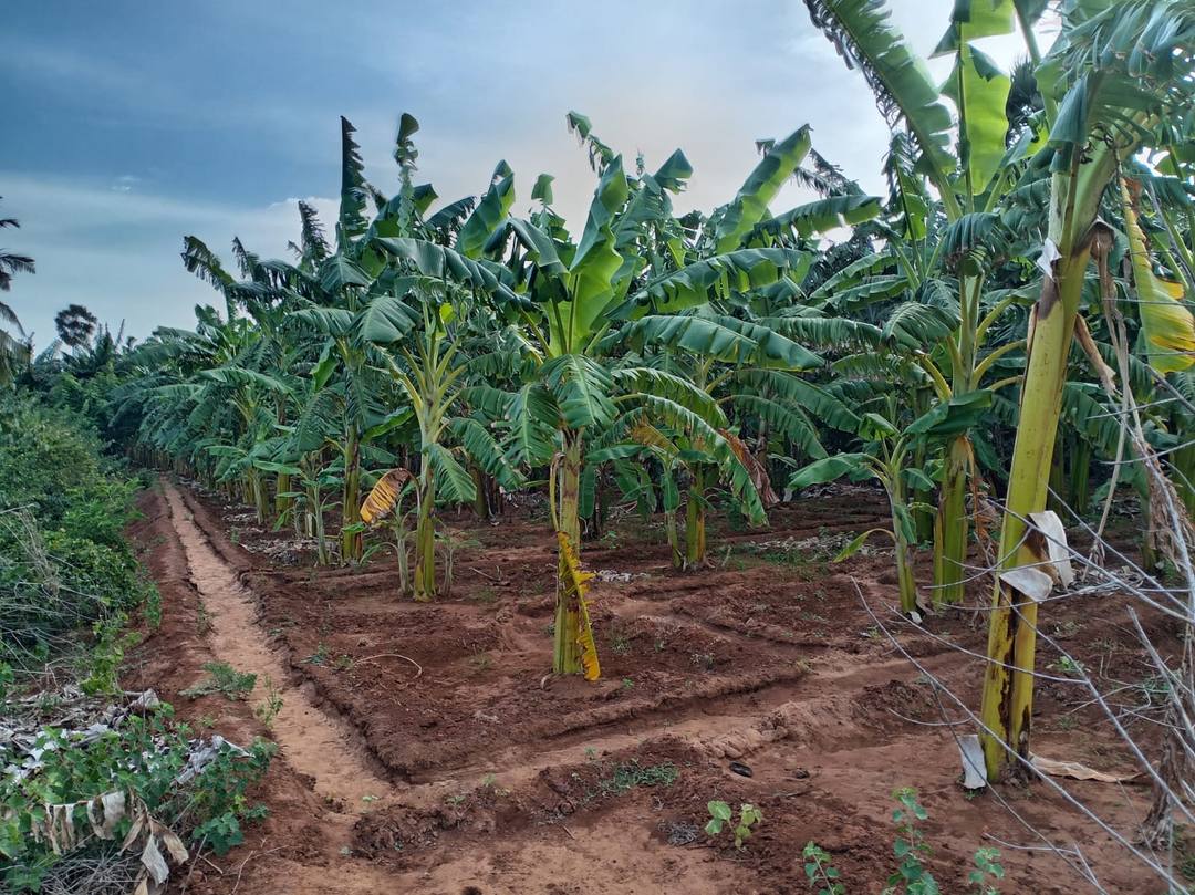AGRICULTURAL LAND FOR SALE IN KOPAY, NALLUR