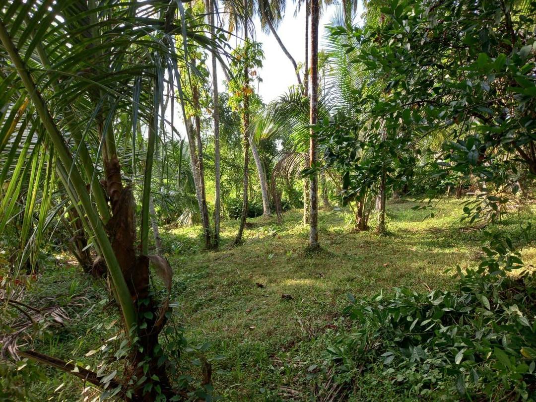 120-Perch Land for Sale in Danowita