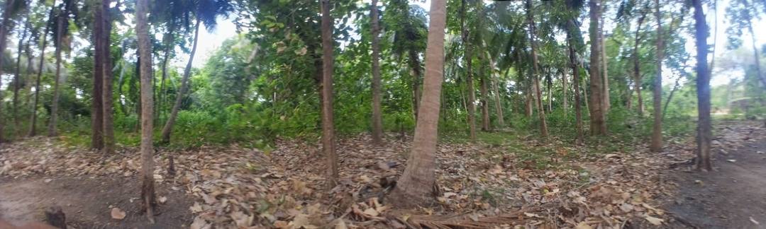 Coconut Land for Sale in Anuradhapura