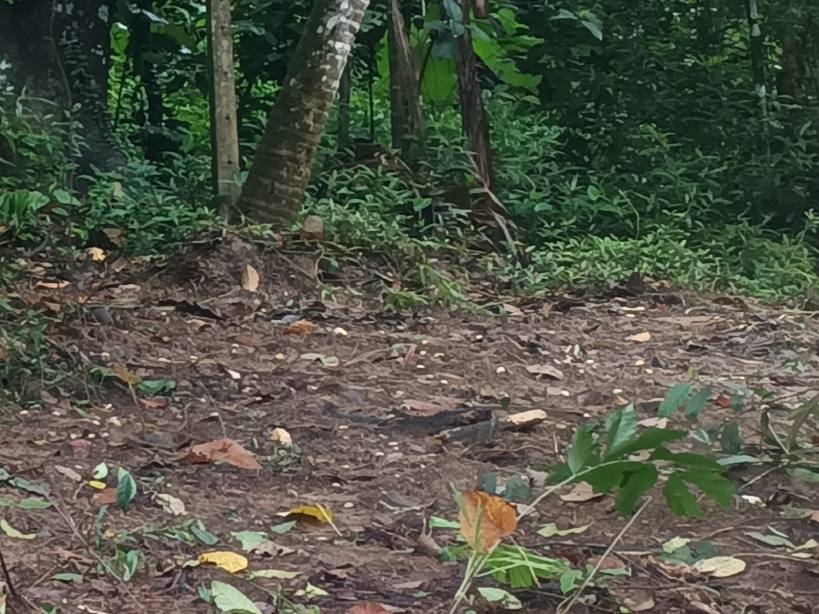 Land for Sale In Kadawatha, Kirillawala