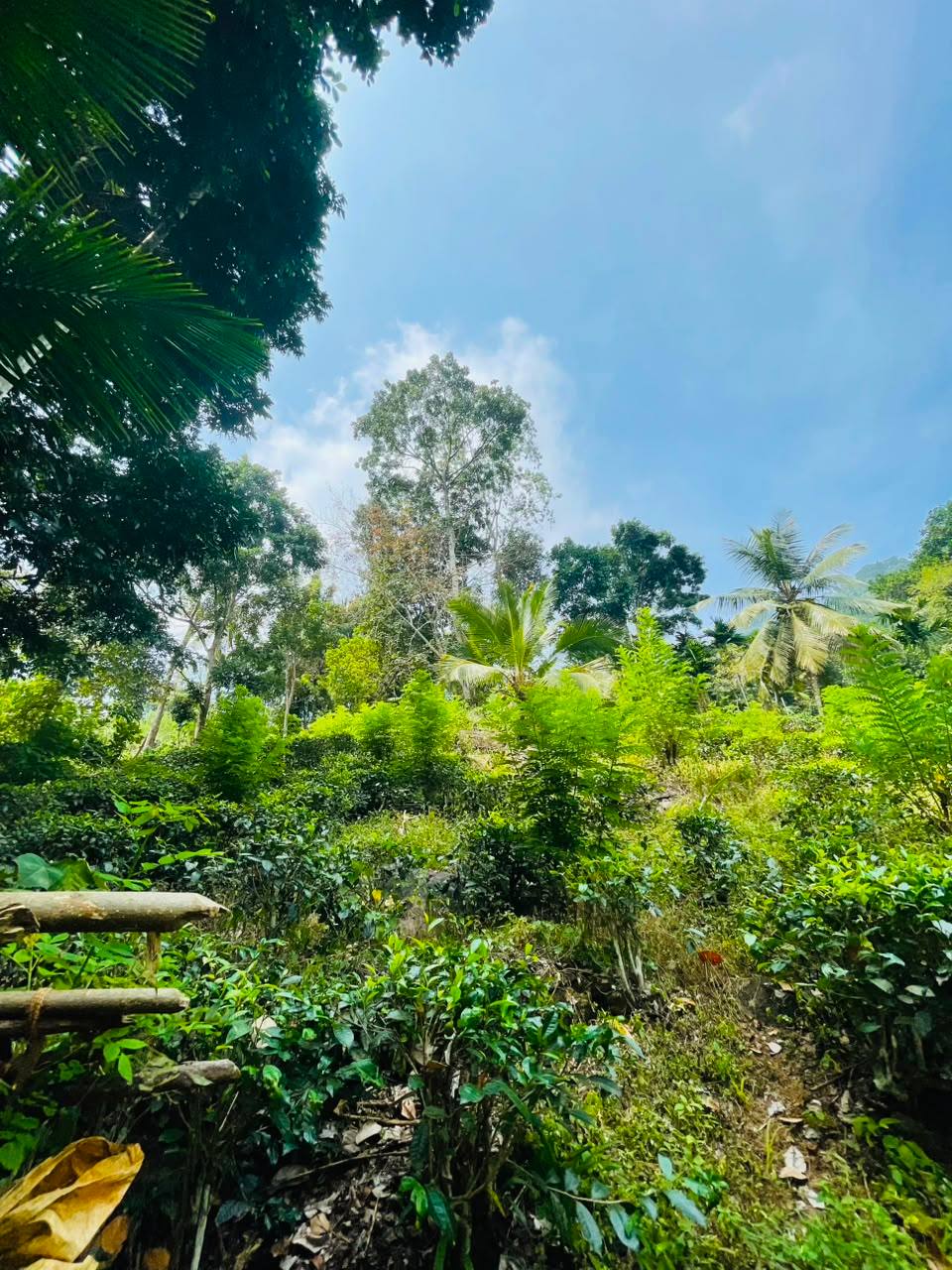 LAND FOR SALE IN PELMADULLA