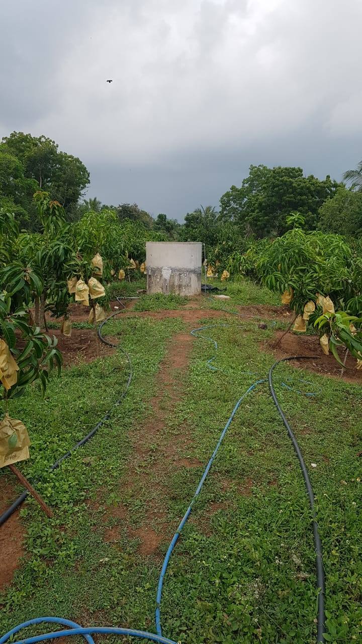 TOM EJC MANGO LAND FOR SALE IN REKAWA, TANGALLE