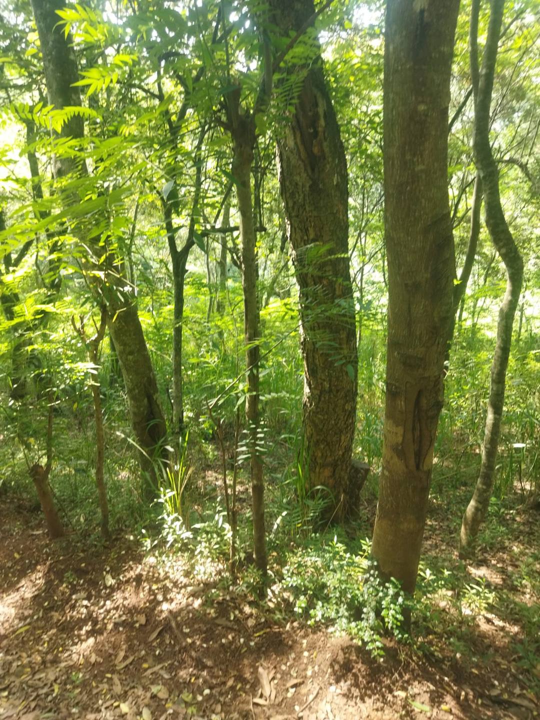 LAND FOR SALE IN WELIMADA