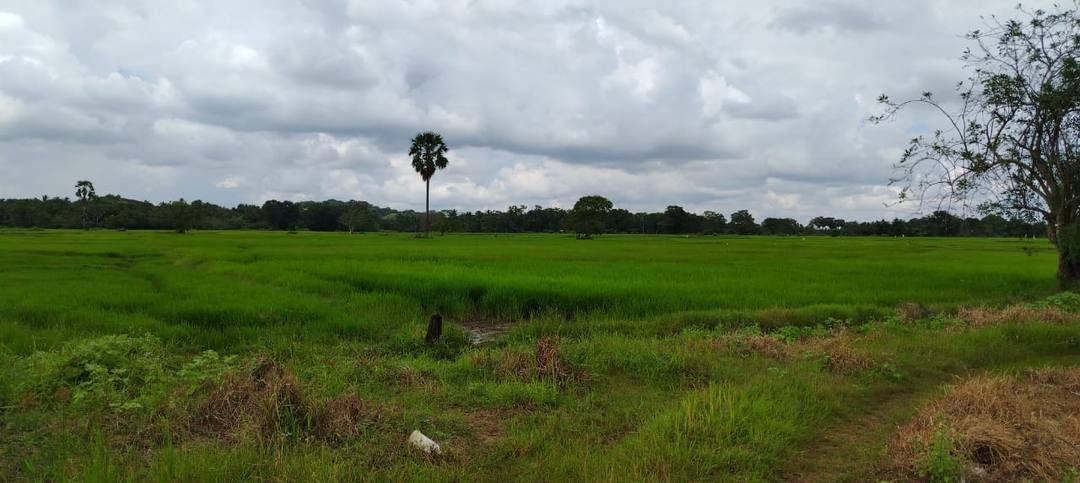 PADDY LAND FOR SALE IN ANURADHAPURA