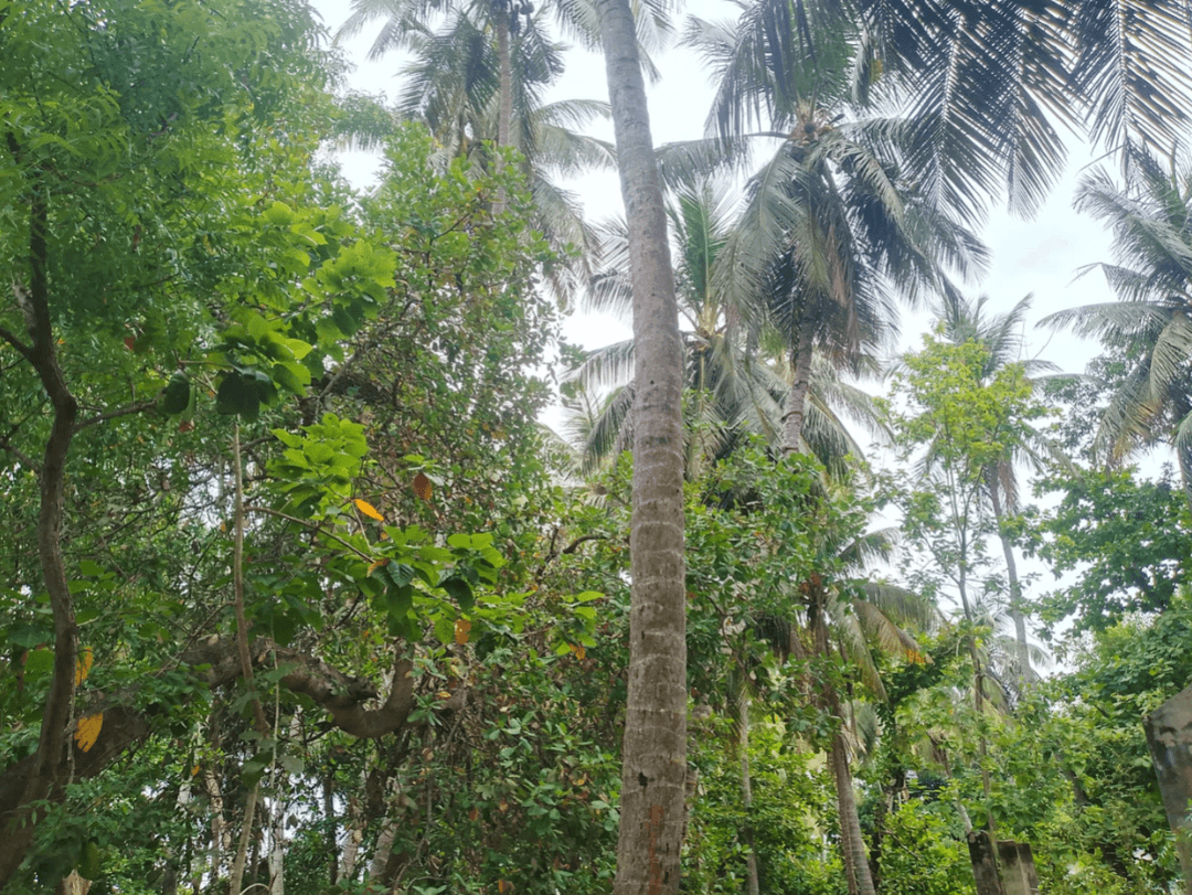 VALUABLE LAND FOR SALE – ERAVUR, BATTICALOA