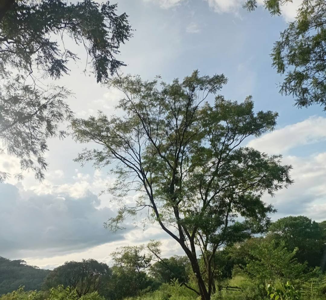 LAND FOR SALE IN DAMBULLA