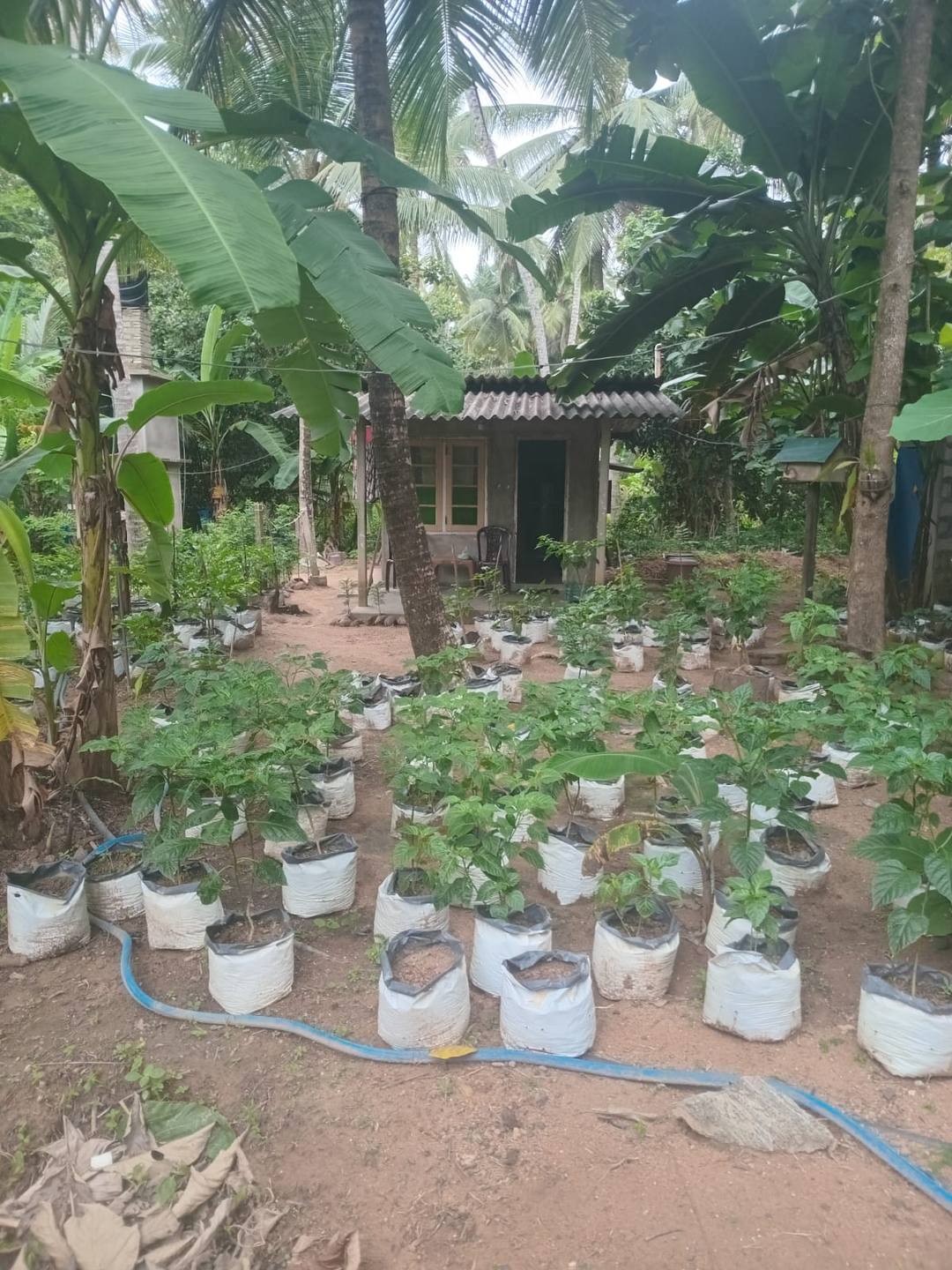 VALUABLE COCONUT & FRUIT FARM FOR SALE IN PANNALA