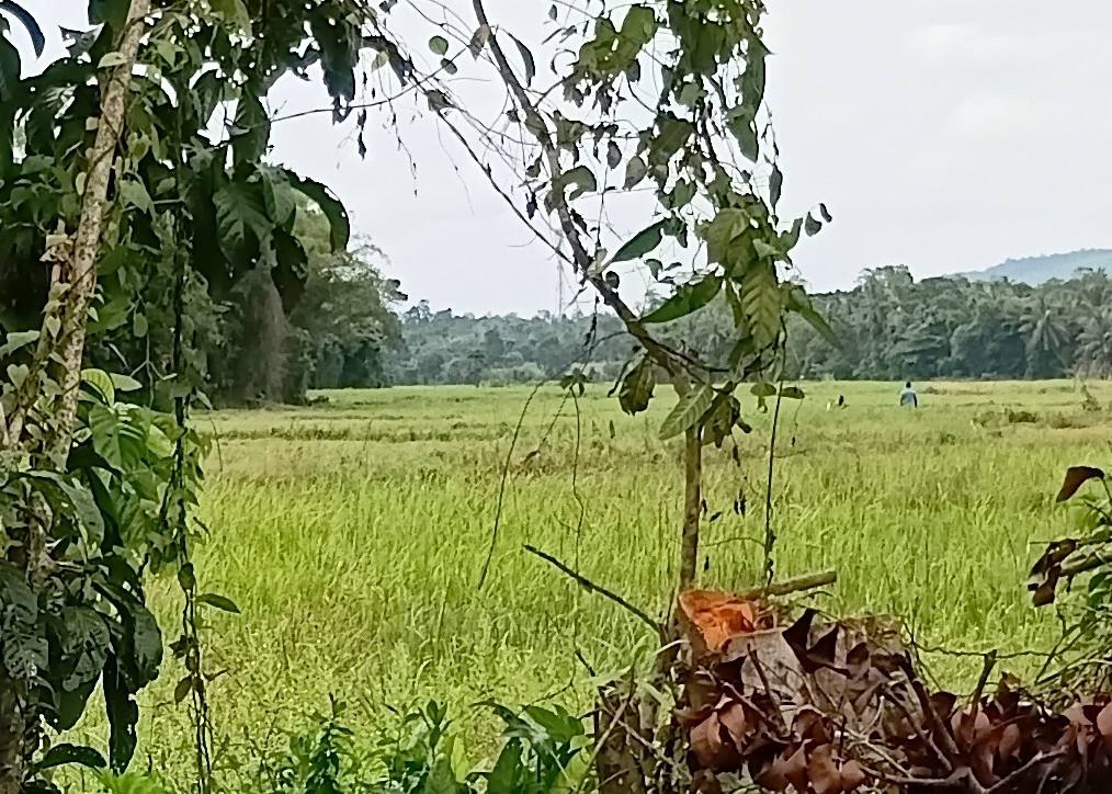 200-Perch Land for Sale in Pallewela