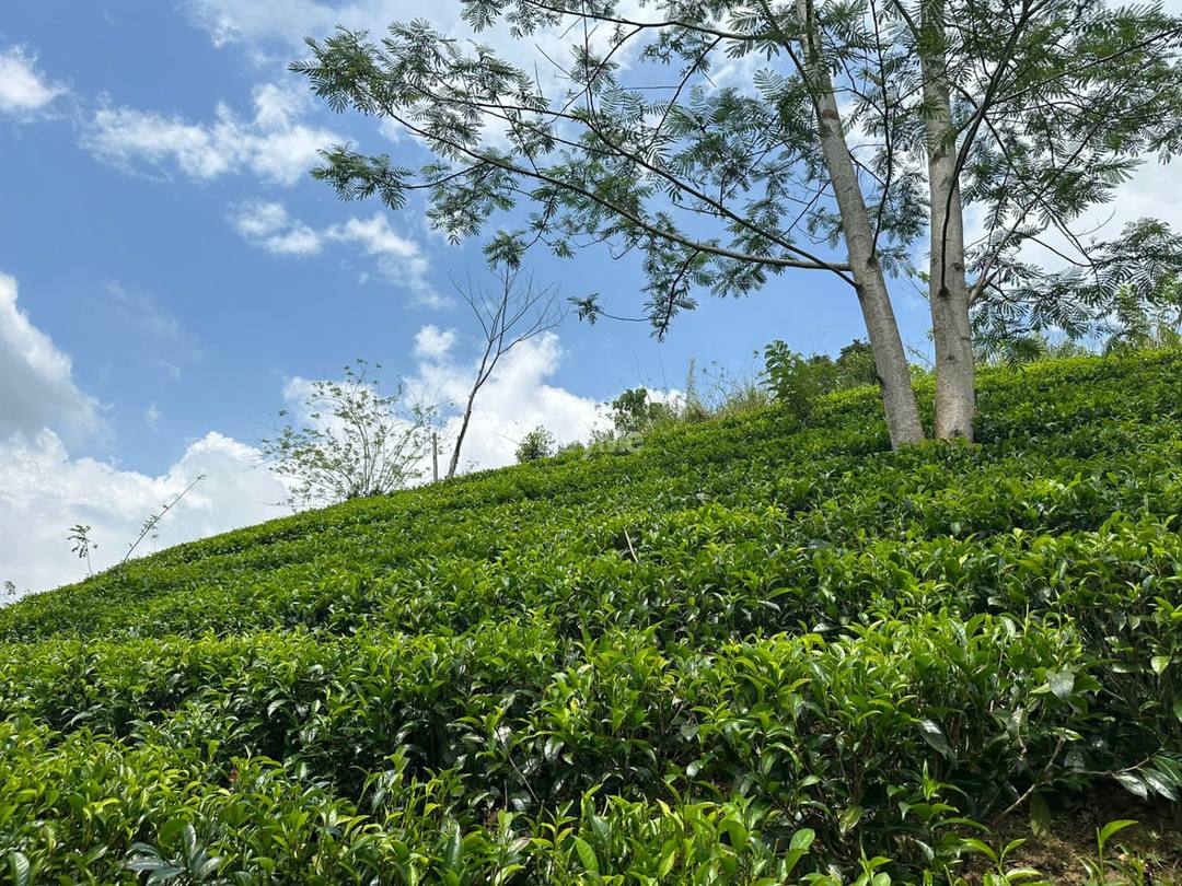 LAND FOR SALE IN WADURABA GALLE