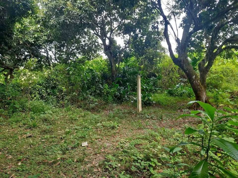 LAND FOR SALE IN PANADURA