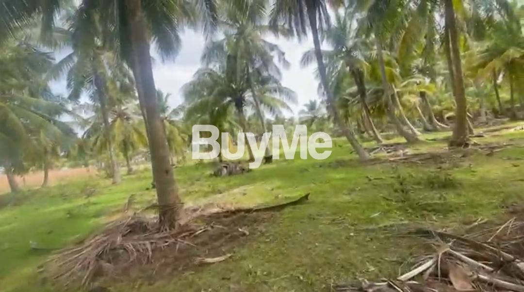 BEAUTIFUL COCONUT LAND FOR SALE IN KANDAKULIYA, KALPITIYA