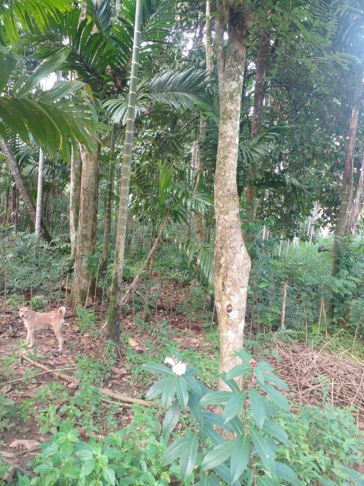 LAND FOR SALE IN RATNAPURA