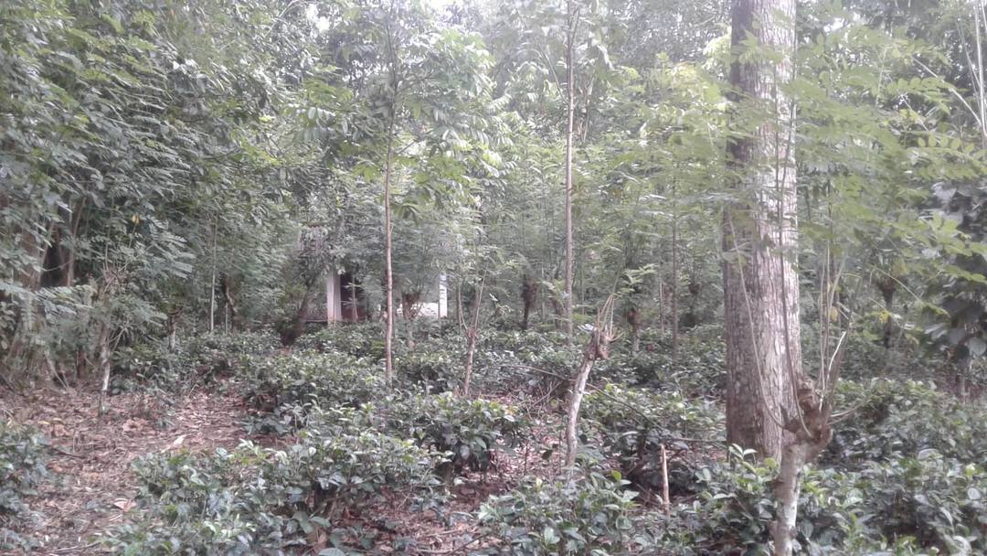 LAND FOR SALE IN HAPUTALE