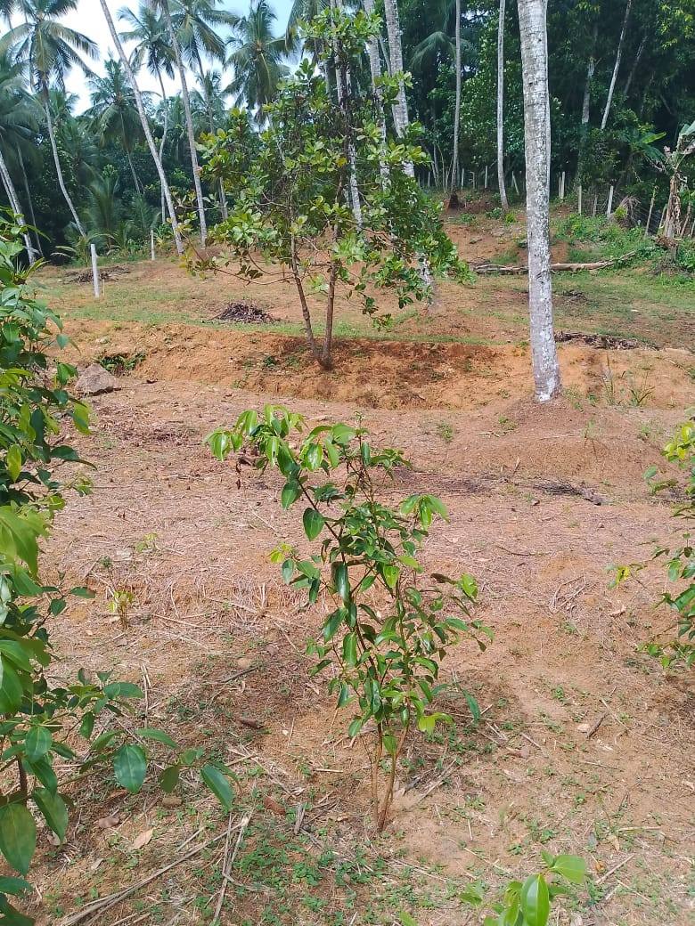 LAND FOR SALE IN HAGGALLA, NITTAMBUWA