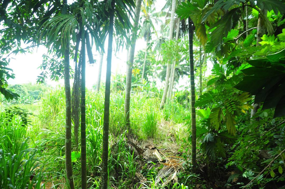 COCONUT LAND FOR SALE IN RAMBUKKANA