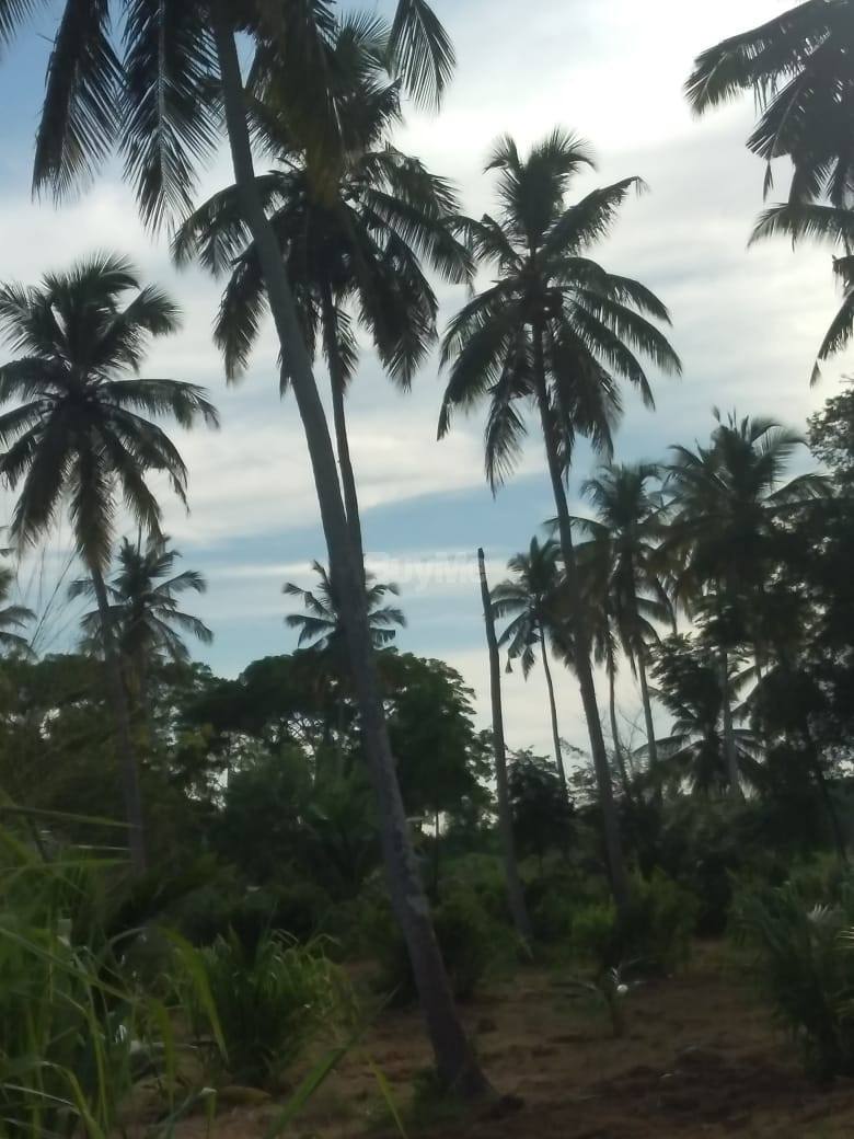 LAND FOR SALE IN TANGALLE