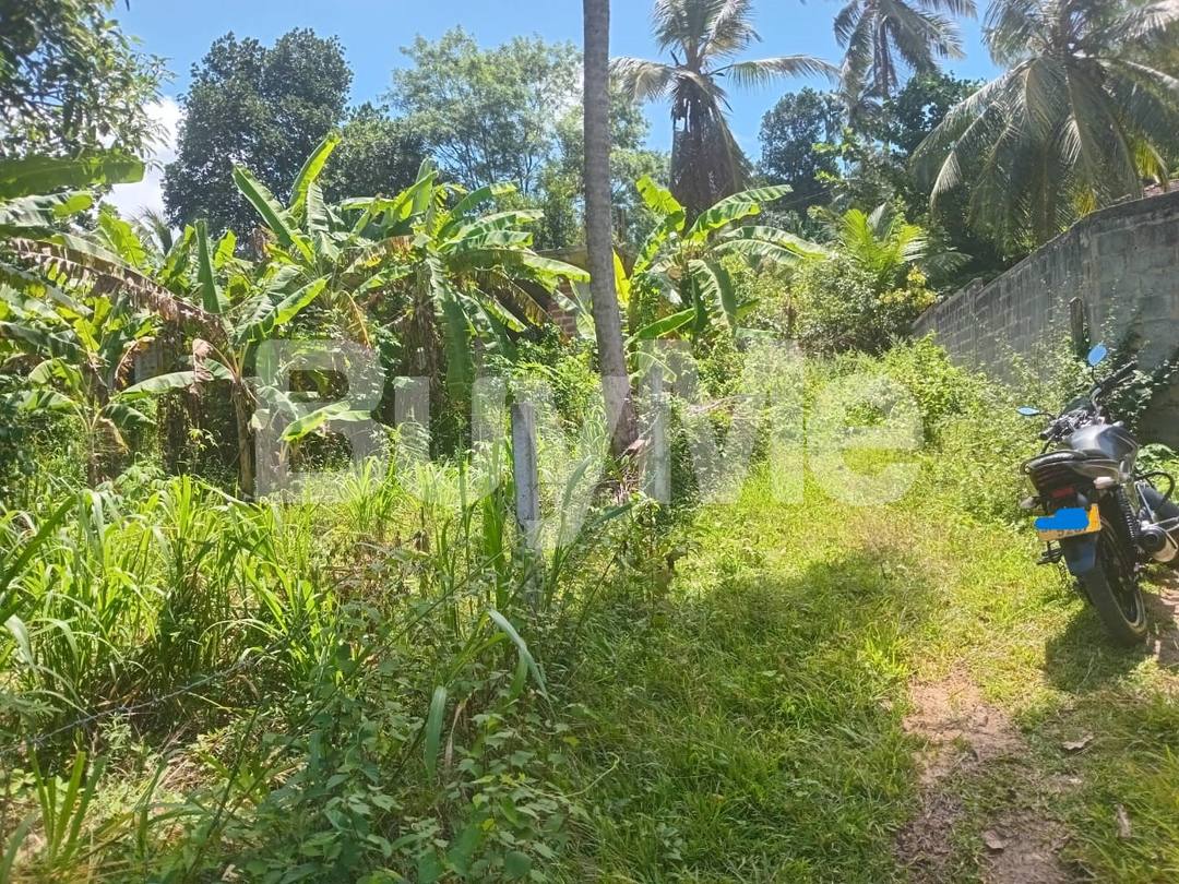 VALUABLE LAND FOR SALE IN HAMBANTHOTA AT WALASMULLA,HOREWALA