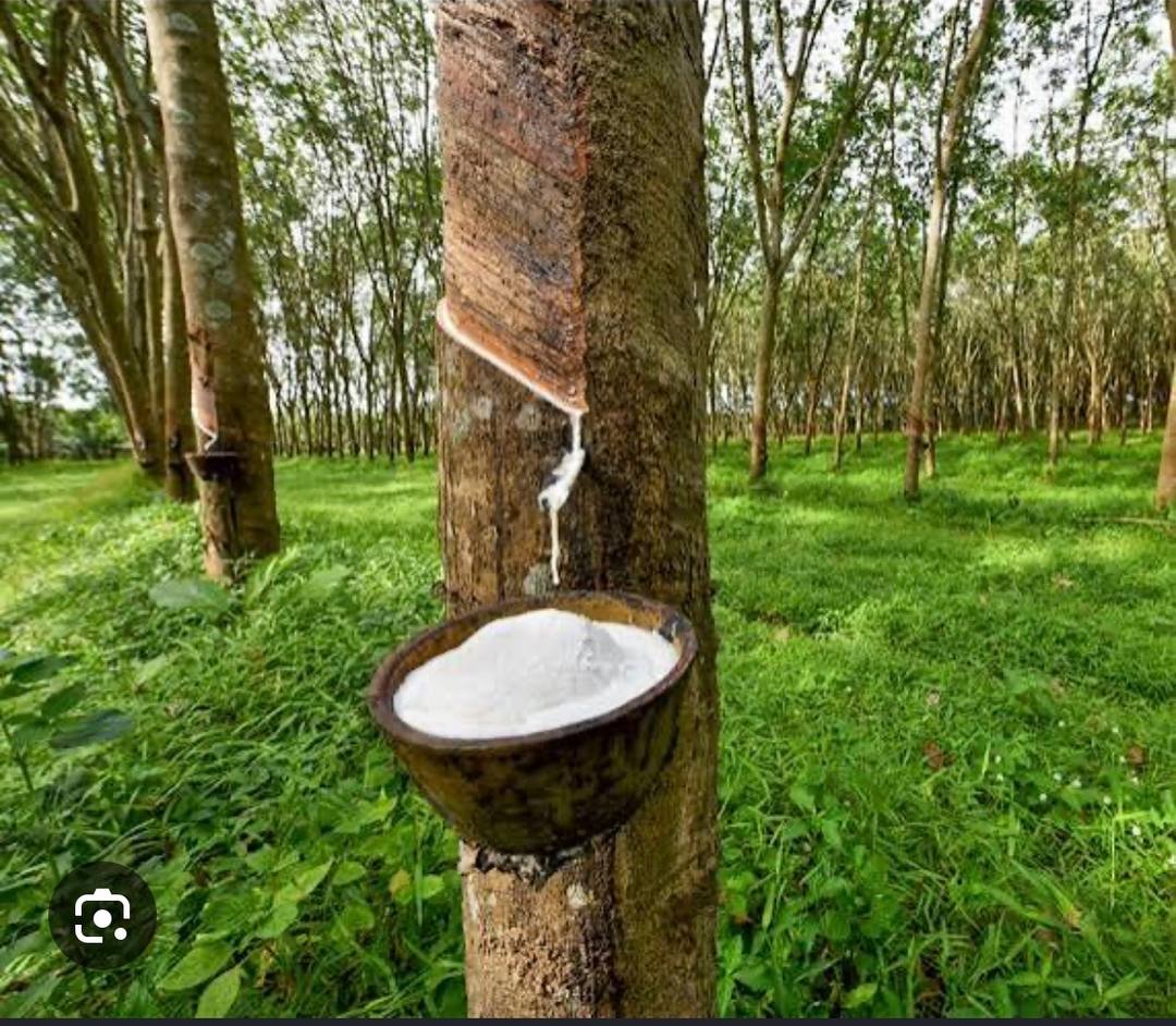 Rubber Estate for Sale