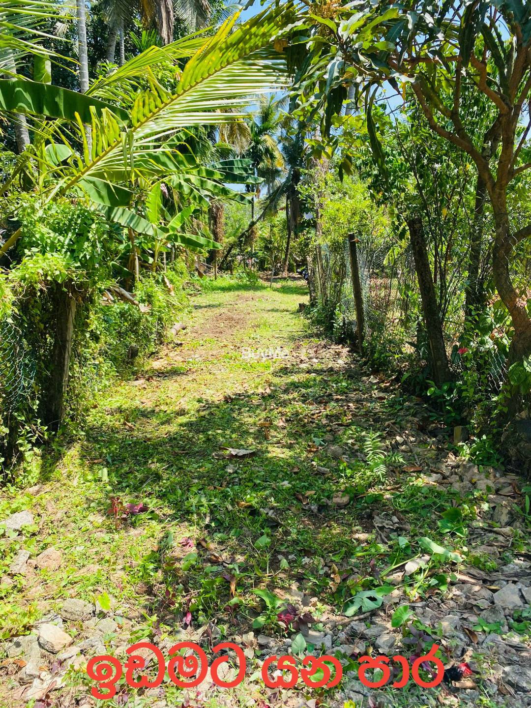 LAND FOR SALE IN JAELA