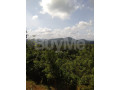 2-acres-cultivation-valuable-land-for-sale-in-galle-yakkalamulla-small-6