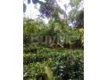 2-acres-cultivation-valuable-land-for-sale-in-galle-yakkalamulla-small-5