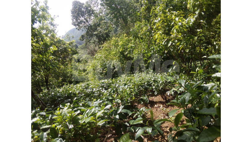 2-acres-cultivation-valuable-land-for-sale-in-galle-yakkalamulla-big-1