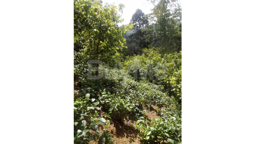 2-acres-cultivation-valuable-land-for-sale-in-galle-yakkalamulla-big-4