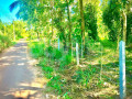 valuable-residential-land-for-sale-in-giriulla-small-0
