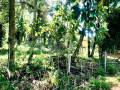 valuable-residential-land-for-sale-in-giriulla-small-4