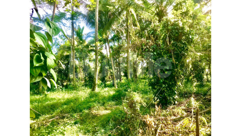 valuable-residential-land-for-sale-in-giriulla-big-5
