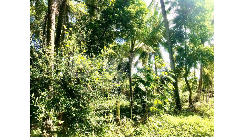 valuable-residential-land-for-sale-in-giriulla-big-1
