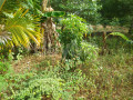land-with-small-house-for-sale-suriyawewa-small-5