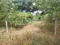 land-with-small-house-for-sale-suriyawewa-small-2