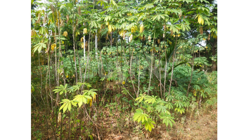land-with-small-house-for-sale-suriyawewa-big-4