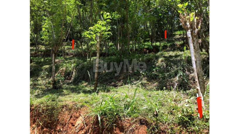 land-for-sale-in-gelioya-town-kurunduwatta-kandy-big-2