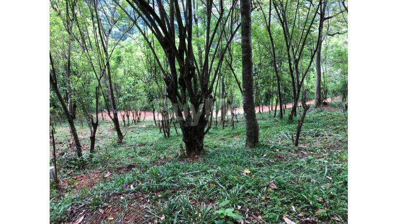 land-for-sale-in-gelioya-town-kurunduwatta-kandy-big-6