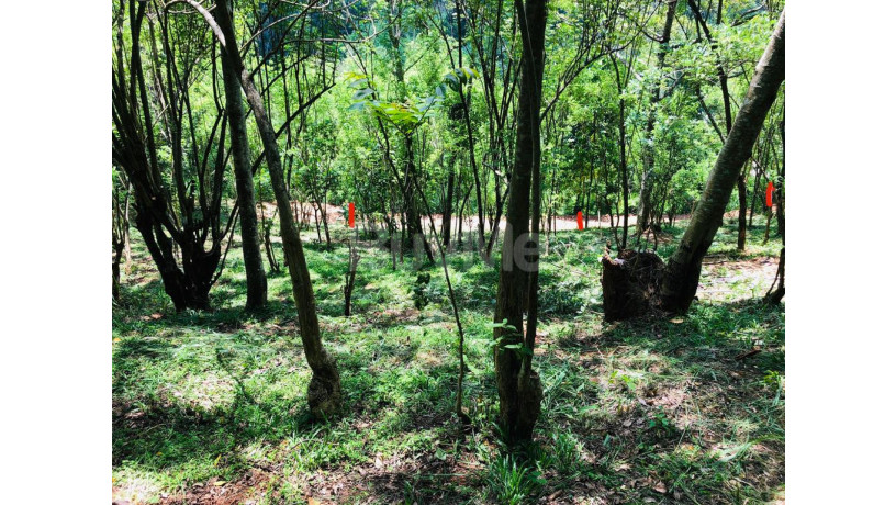 land-for-sale-in-gelioya-town-kurunduwatta-kandy-big-0