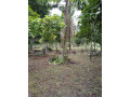 land-for-sale-in-gampaha-small-5