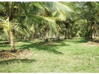 VALUABLE COCONUT LAND FOR SALE IN KALPITIYA