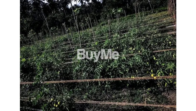 land-for-sale-in-sitinamaluwa-hambantota-big-2