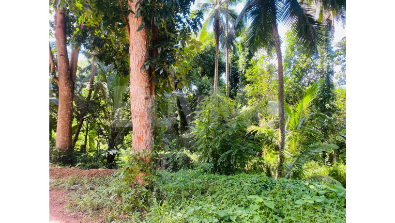 valuable-land-for-sale-in-ja-ela-big-0