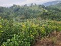 land-for-sale-in-nikapotha-haputale-small-1