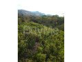 land-for-sale-in-nikapotha-haputale-small-6