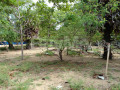 land-for-sale-in-batticaloa-small-0