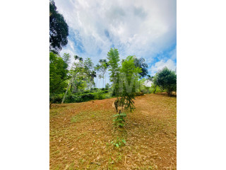 මාතර, දෙනියාය, සිංහරාජය අසලින් වටිනා තේ ඉඩමක් ඉක්මණින් විකිණීමට