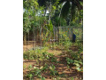 land-for-sale-in-anuradhapura-small-2