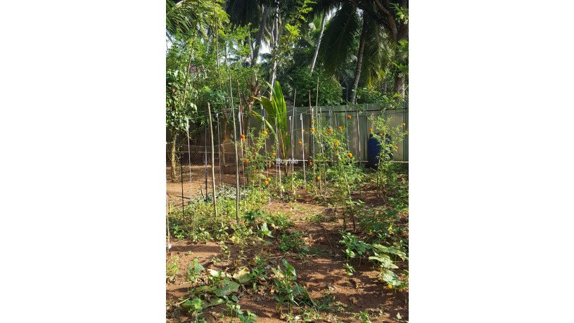 land-for-sale-in-anuradhapura-big-2