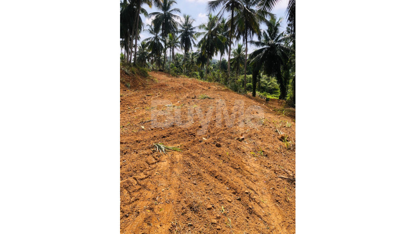 valuable-3-acres-of-coconut-land-for-sale-in-gampaha-big-2